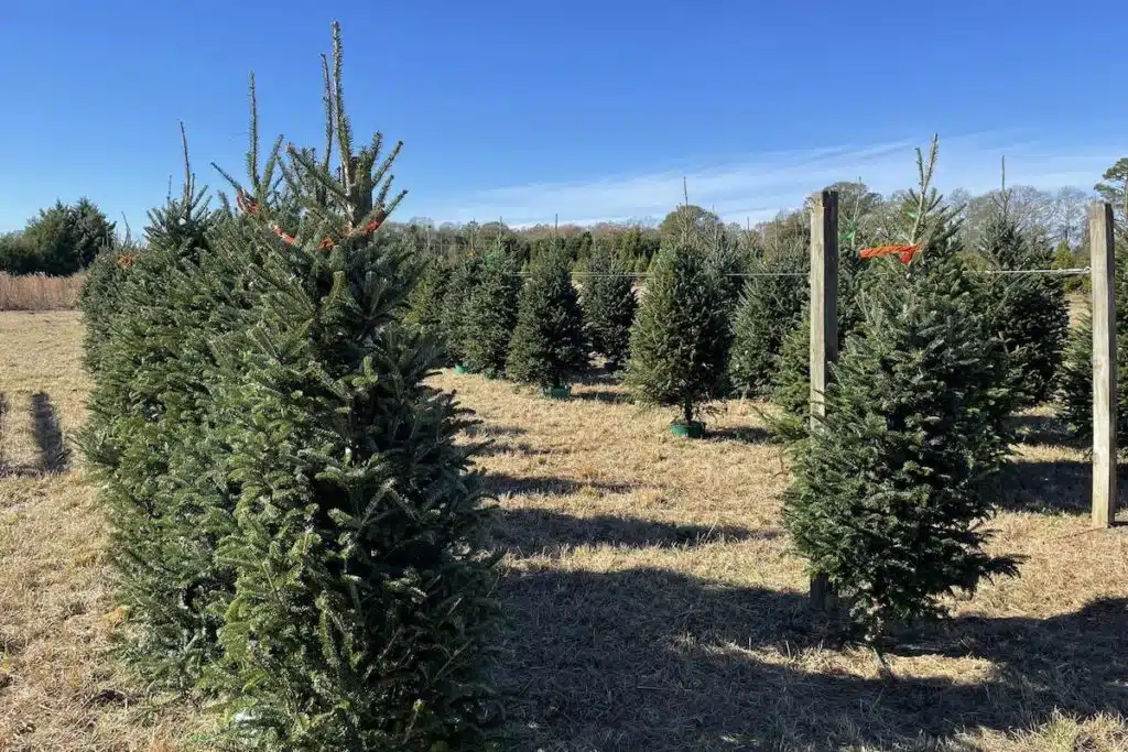 Southern Christmas Tree Farms In Georgia