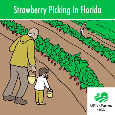 Strawberry Picking In Florida