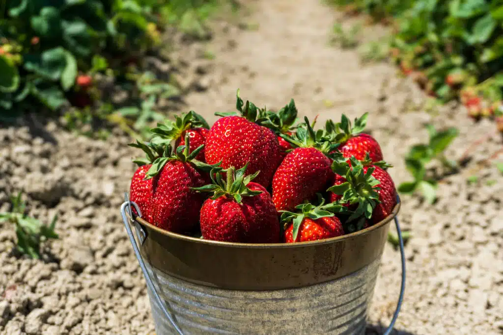 Bucket full of strawberries from a farm in Georgia