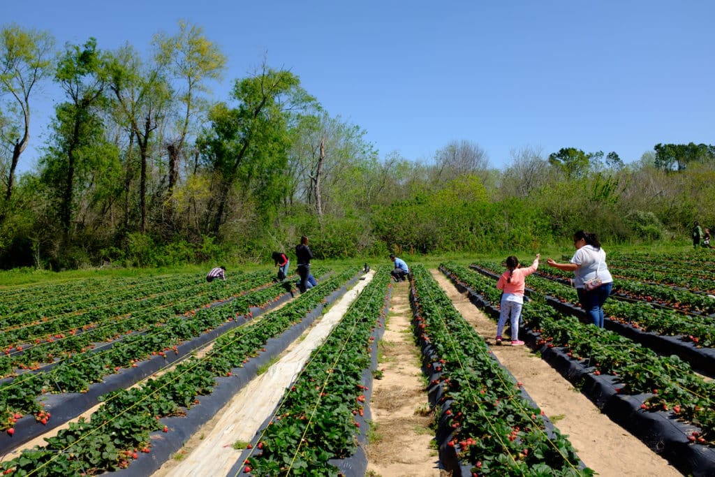Family picking strawberries at Frobergs Strawberry Farm In Alvin City Texas