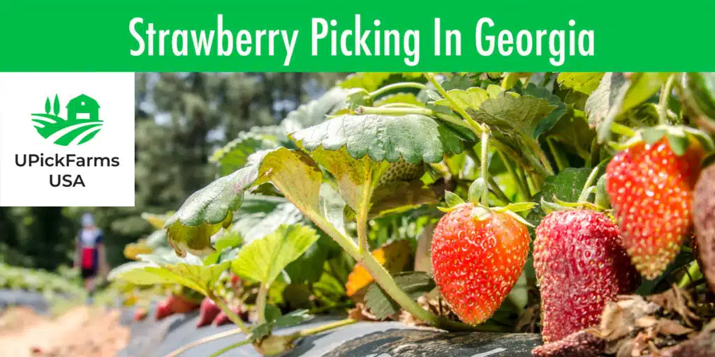 Find Strawberry Picking Farms In Georgia