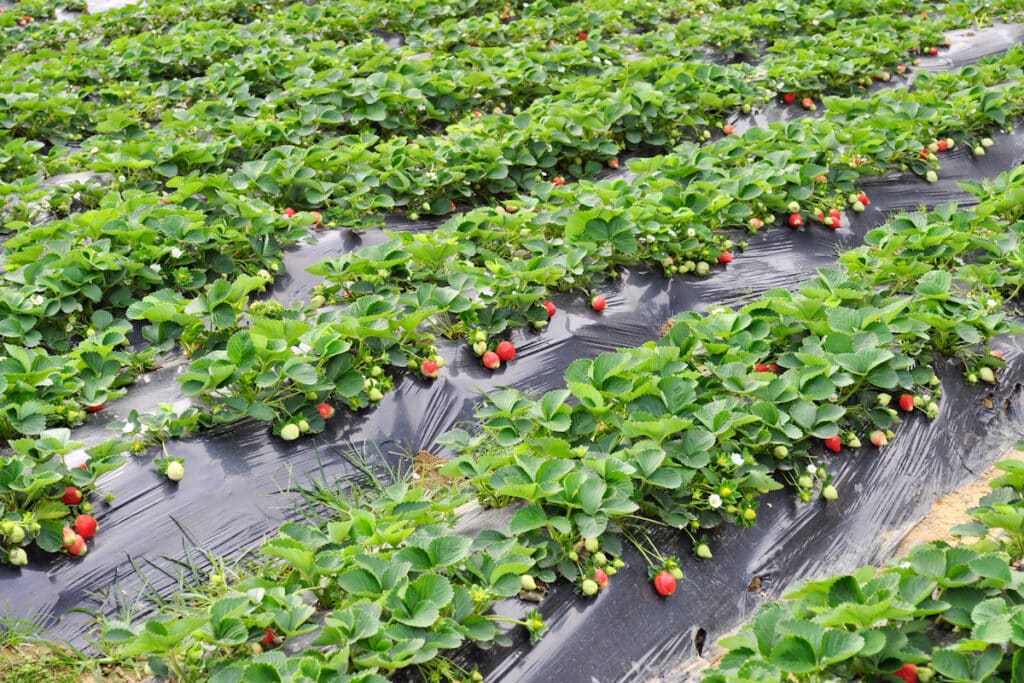 Find a strawberry farm in New Jersey