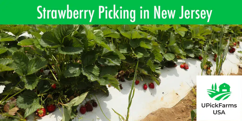 Go Strawberry Picking In New Jersey At One Of These Farms