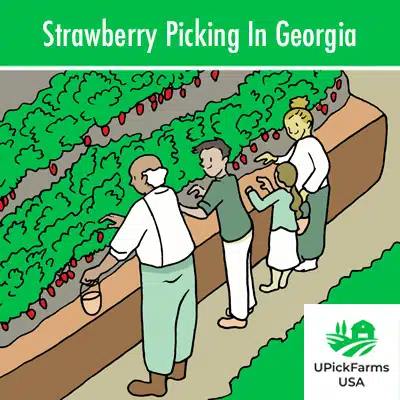 Strawberry Picking In Georgia