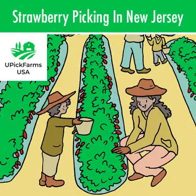 Strawberry Picking In New Jersey