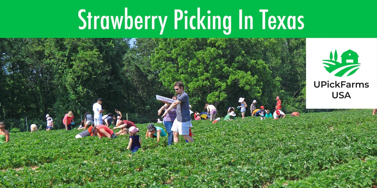 Strawberry Picking In Texas 11 Best Farms To Go Picking