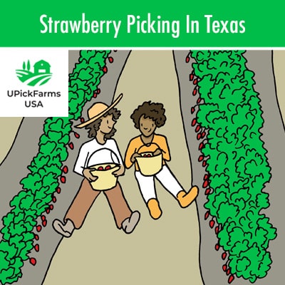Strawberry Picking In Texas
