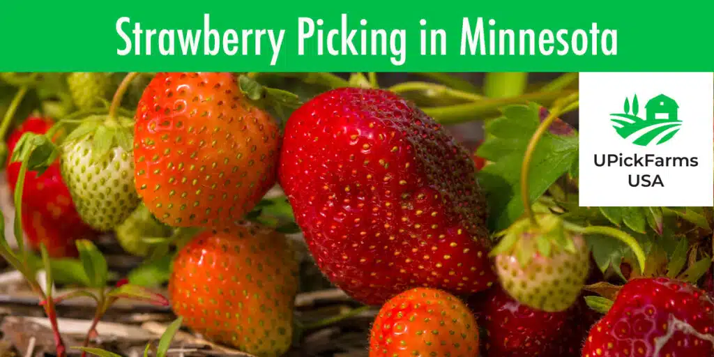Go Strawberry Picking In Minnesota At One Of These U-Pick Strawberry Farms