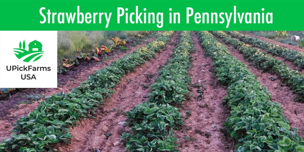 Go Strawberry Picking In Pennsylvania At One Of These Strawberry Farms