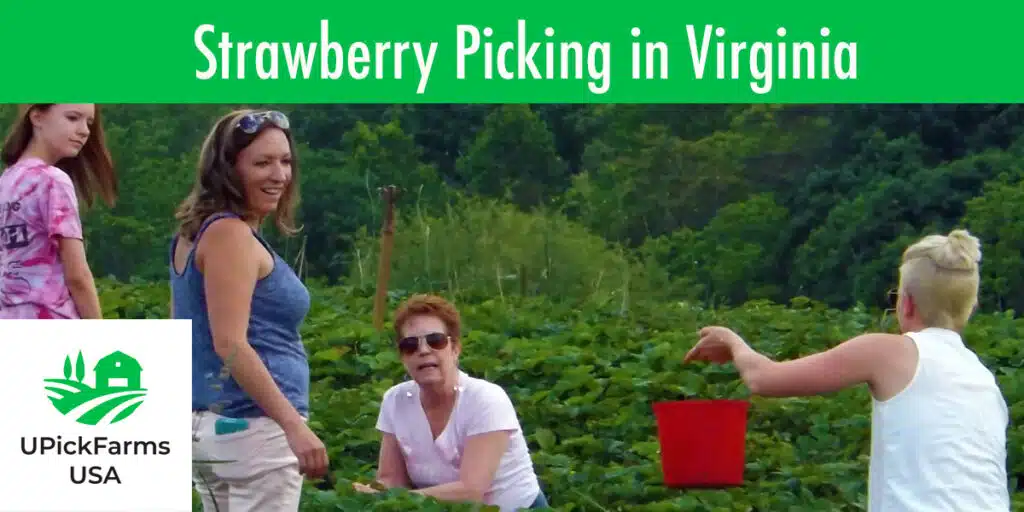 Go Strawberry Picking In Virginia At One Of These Strawberry Farms