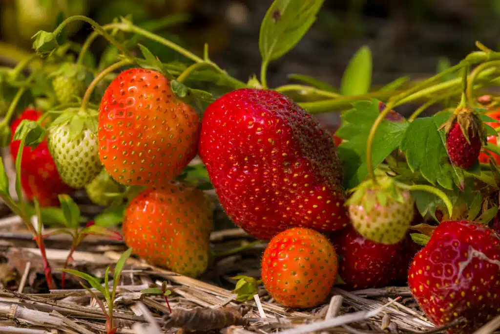 Strawberries waiting to be picked at a strawberry farm in Minnesota