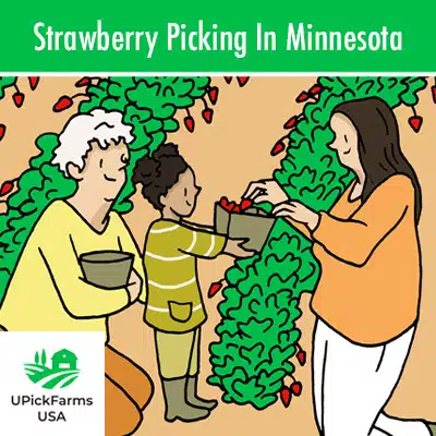 Strawberry Picking In Minnesota