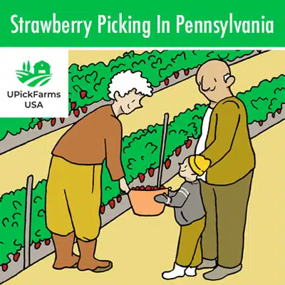 Strawberry Picking In Pennsylvania