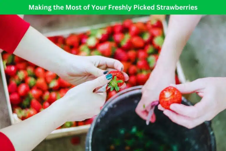 Making The Most Of Your Freshly Picked Strawberries