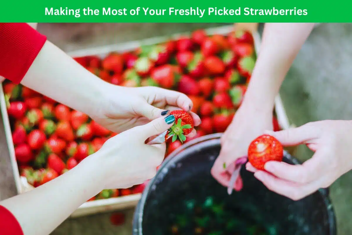 Making The Most Of Your Freshly Picked Strawberries