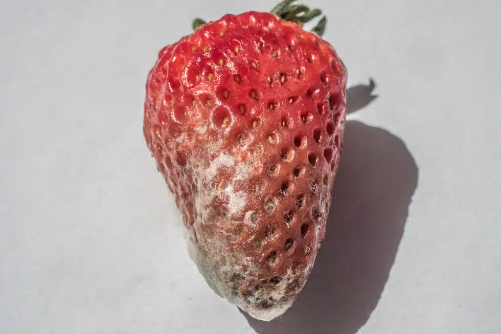 This strawberry is going bad and molding