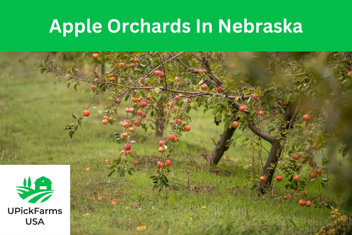 Visit These Apple Orchards In Nebraska
